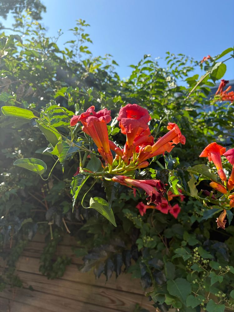 Clusters of magenta trumpet flowers glow in the morning sun along a barely visible fence dense with dark green vines and brambles.