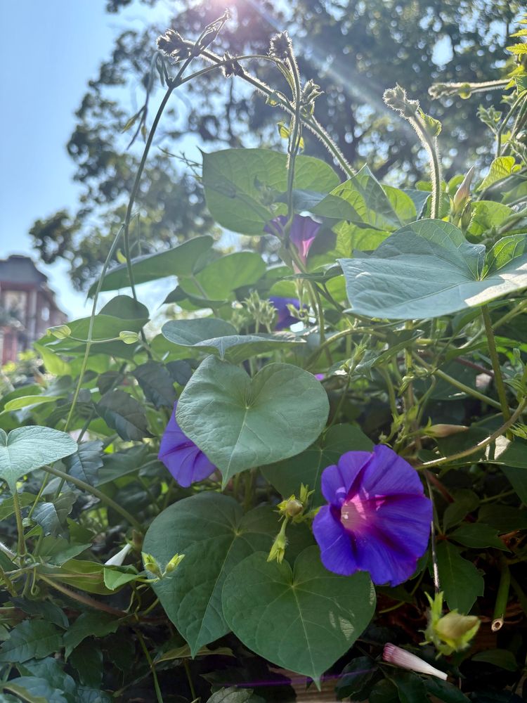 Purple flowers on a vine atop a fence with the sun behind it making some of the tendrils glow slightly yellow.