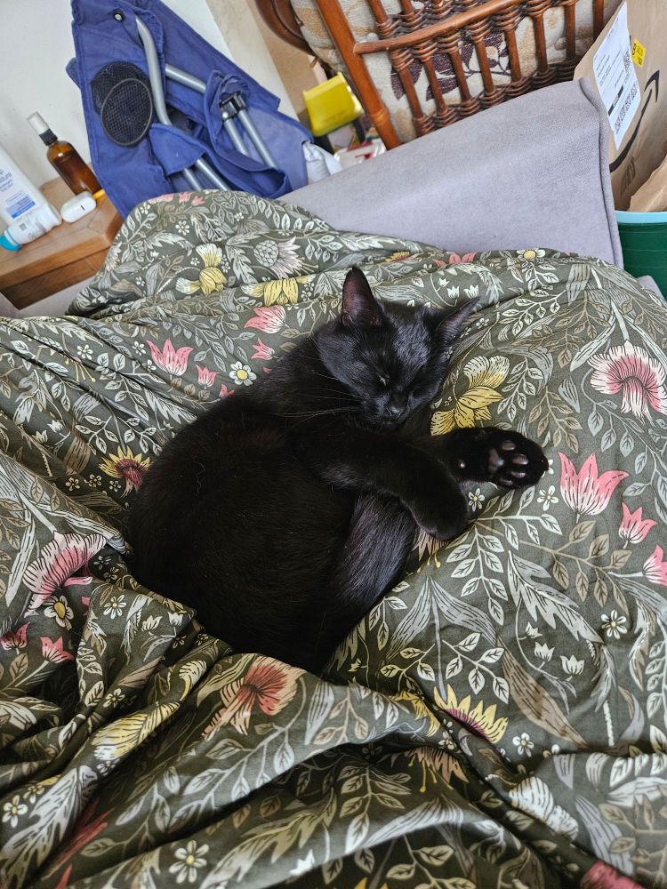 Myrtle the little black cat sleeping on a green duvet with flower patterns. She's curled up with one foot sticking out, showing her cute little toe beans.
