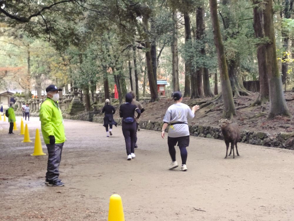 奈良マラソン10km部門
春日大社境内コースのランナーと鹿