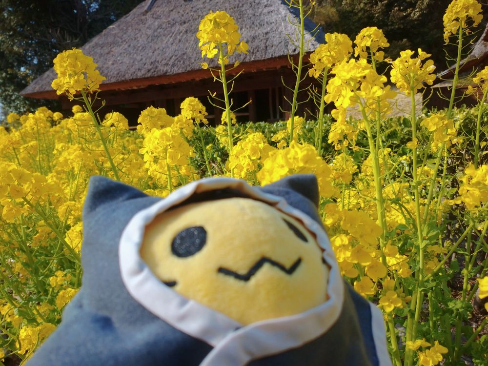 服部緑地公園
日本民家集落博物館
にゃんぷっぷー
blobcat comfy
菜の花
茅葺屋根