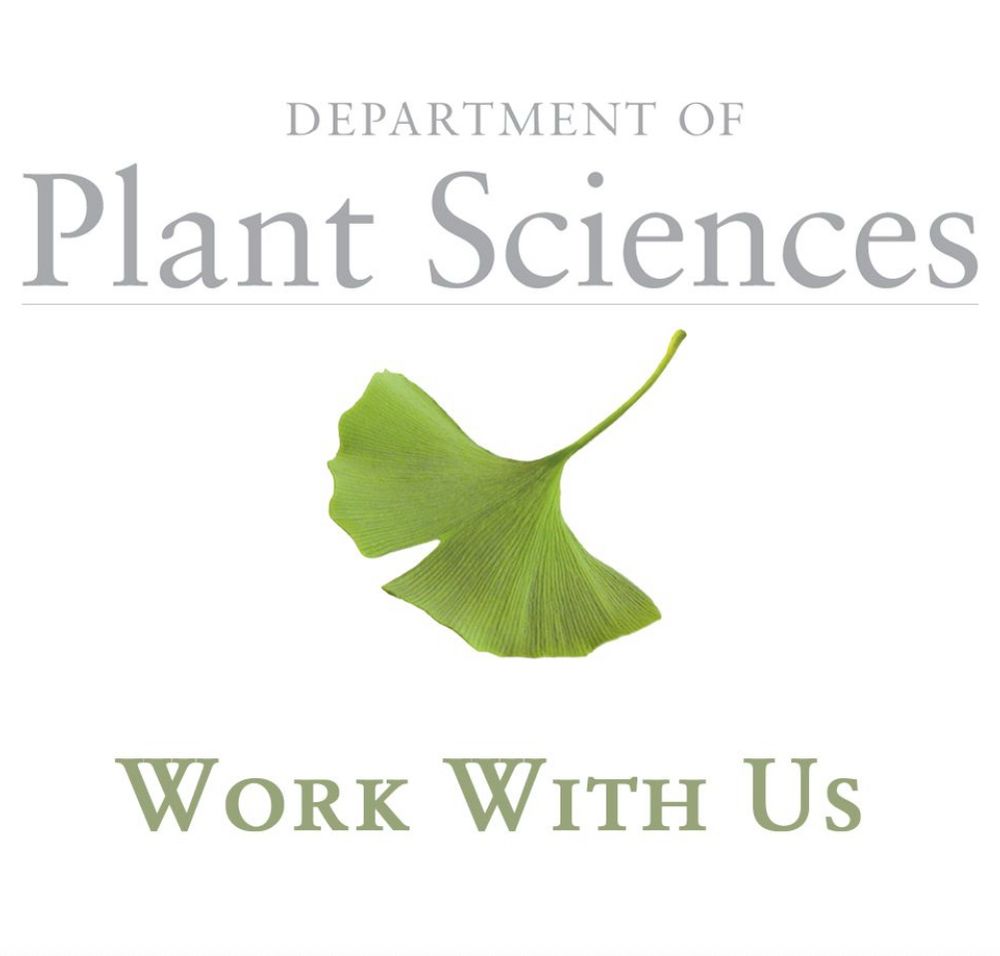 Logo for the Department of Plant Sciences, University of Cambridge, consisting of text and a green gingko leaf. The words ‘work with us’ are underneath.