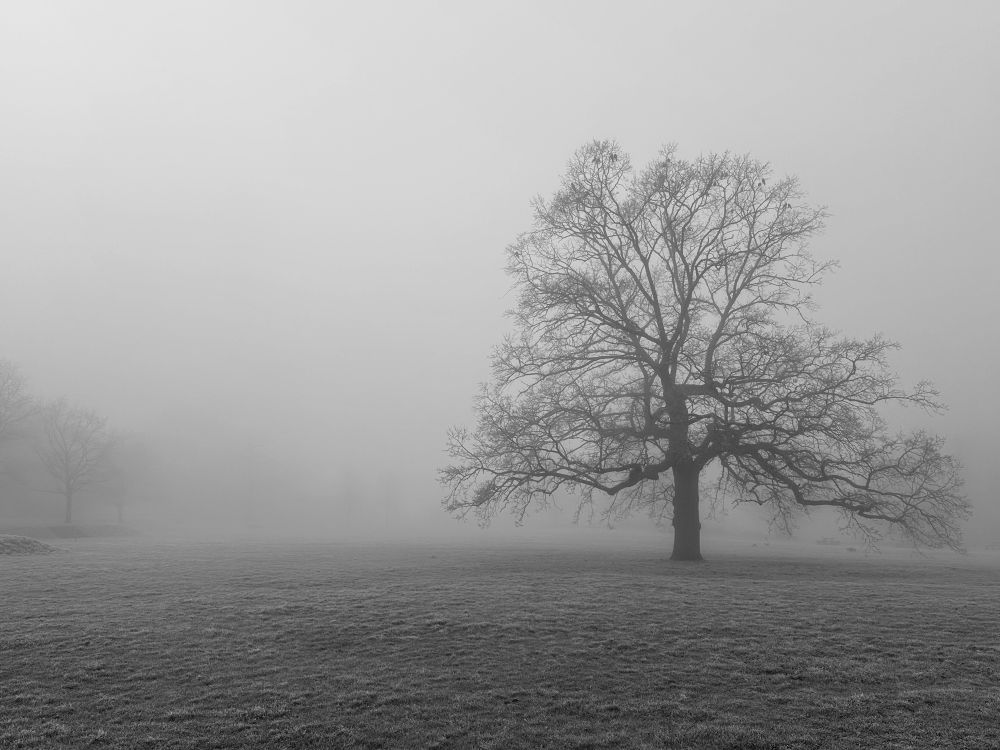 Frosty wintery scene. An oak tree in a field. Everything else is obscured by mist