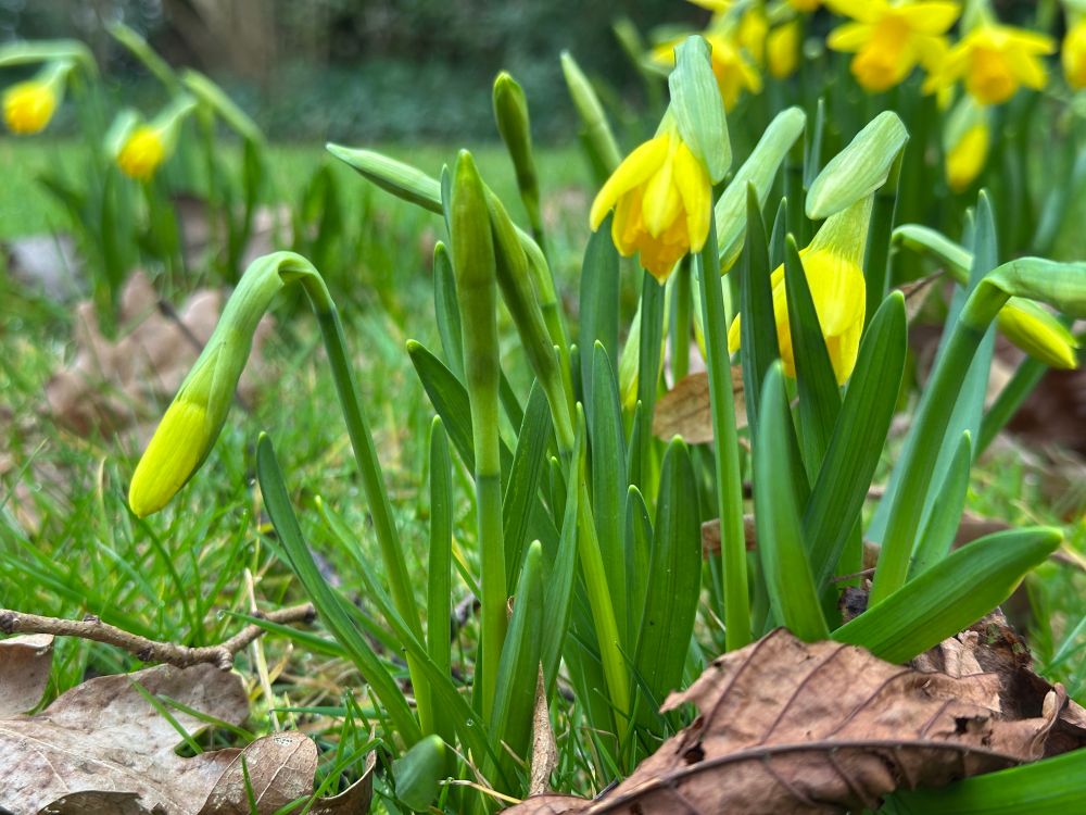 Small daffodils starting to flower. There are dead leaves and grass on the ground. The impression given is of an early spring day. Cold, slightly damp but not winter anymore. 