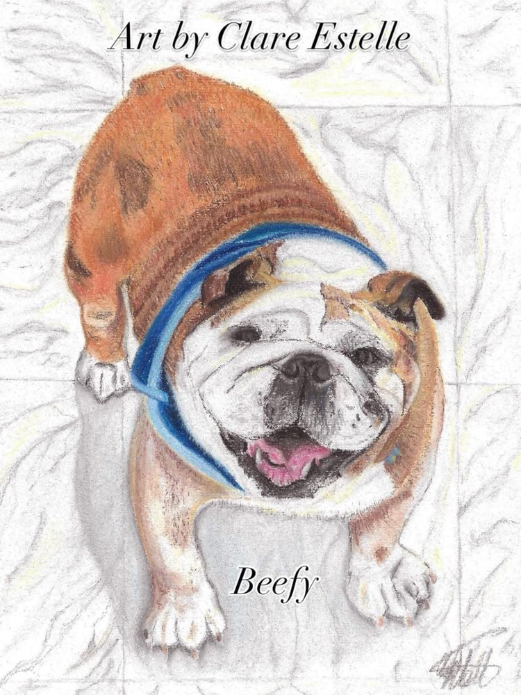Bulldog ‘Beefy’ drawn using pastel pencils by Clare Estelle 