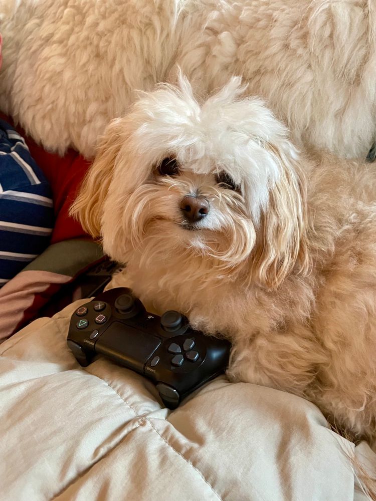 Archie the muppet dog and his PlayStation controller on the blanket. 