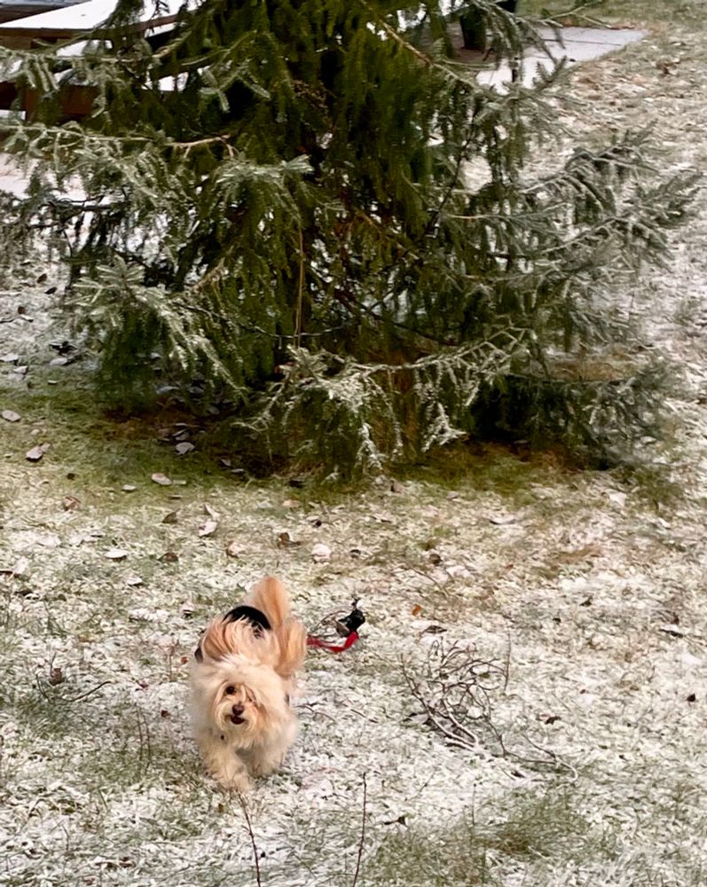 Archie running with ears flying and fur fuzzing in the snow. 