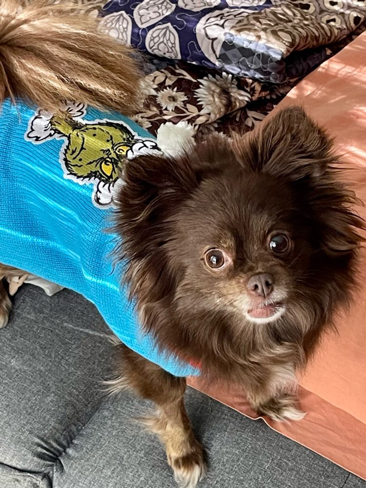 Brown pomeranian wearing a blue sweater with the grinch on it. 