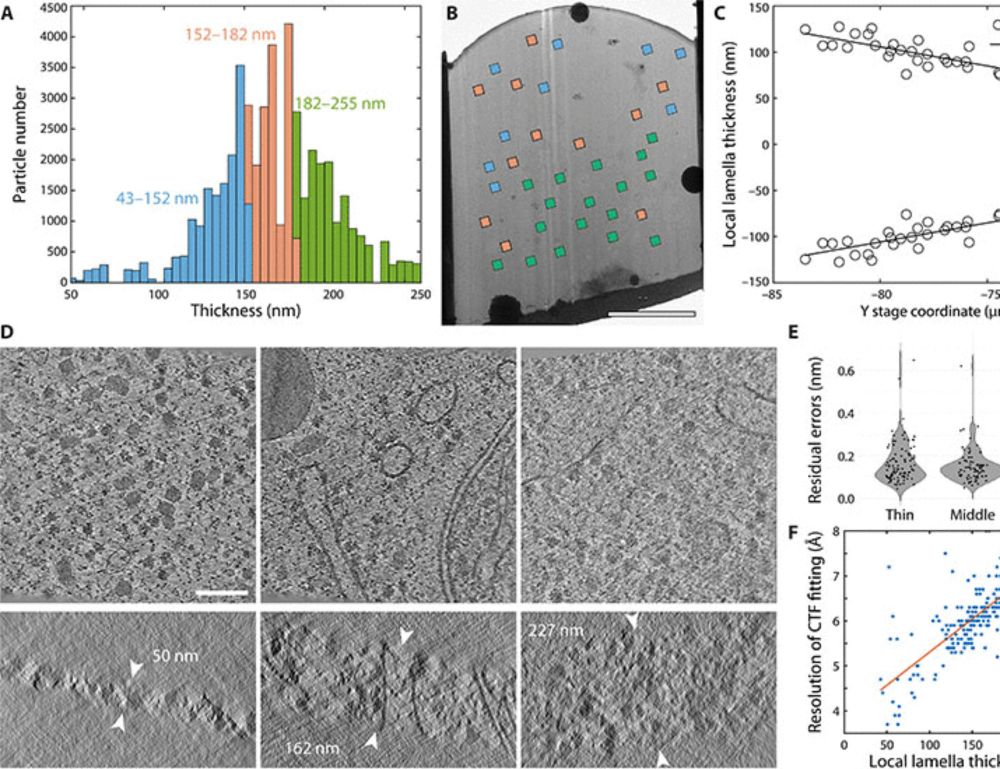 Thinner is not always better: Optimizing cryo-lamellae for subtomogram averaging