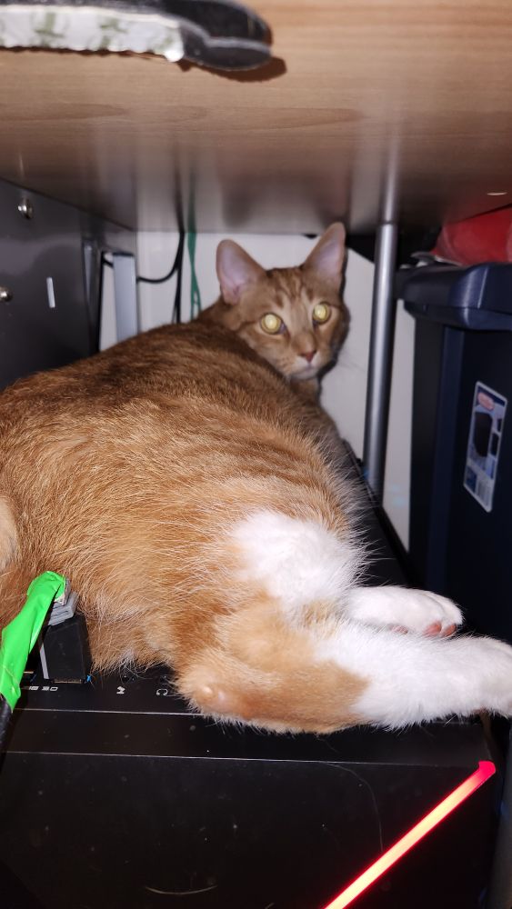 Orange cat on computer.