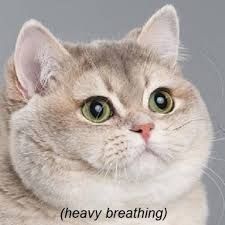 Cat looking intently in the distance with the caption (heavy breathing)