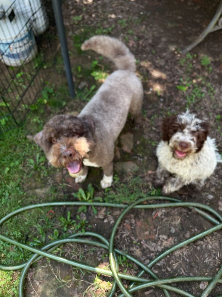 Two happy dogs
