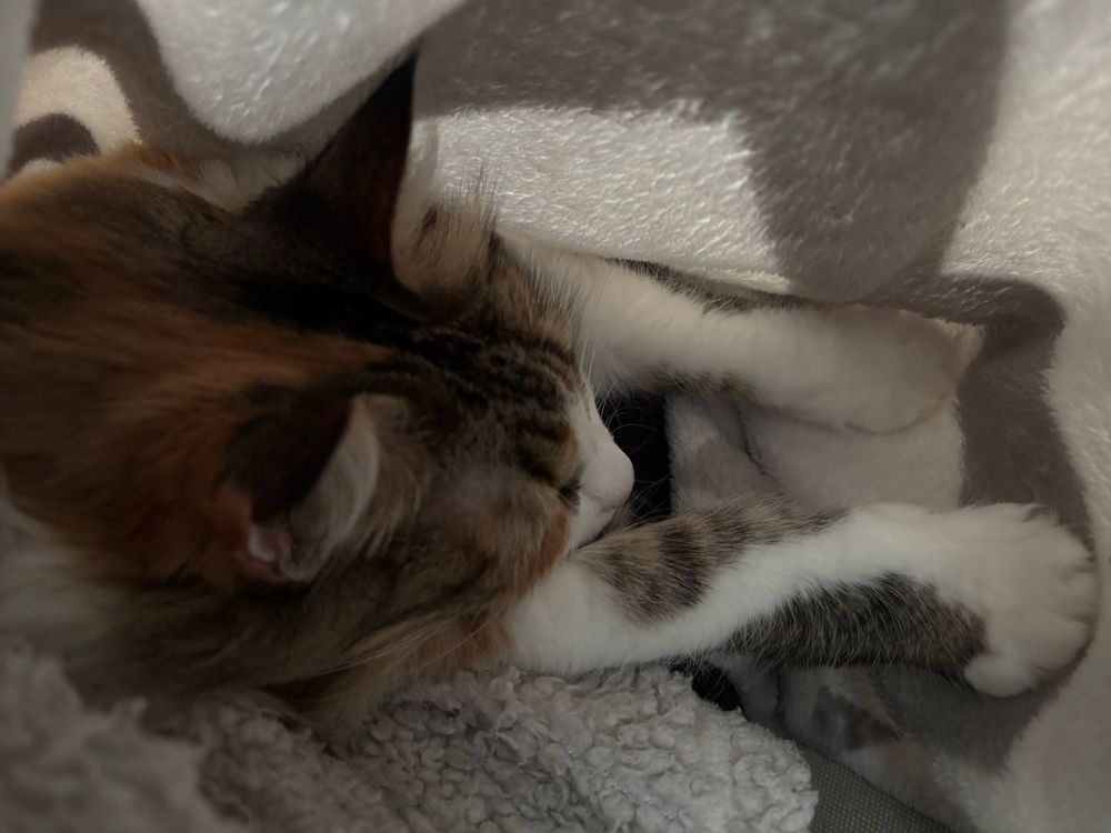 Tête et pattes avant de chat tricolore endormie sur un pull pilou banc, sous un plaid blanc et gris. 