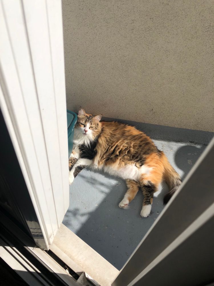 Chat tricolore à poils longs, étalé en plein soleil sur le balcon. 