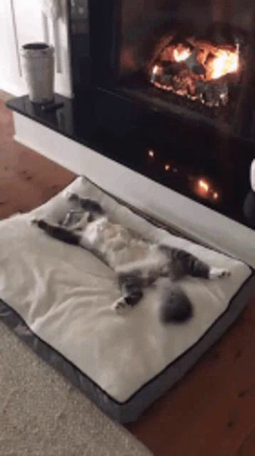 a cat is laying on a dog bed in front of a fireplace