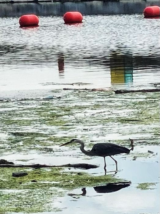 A heron hunting small fish in the mouth of the Don River. 