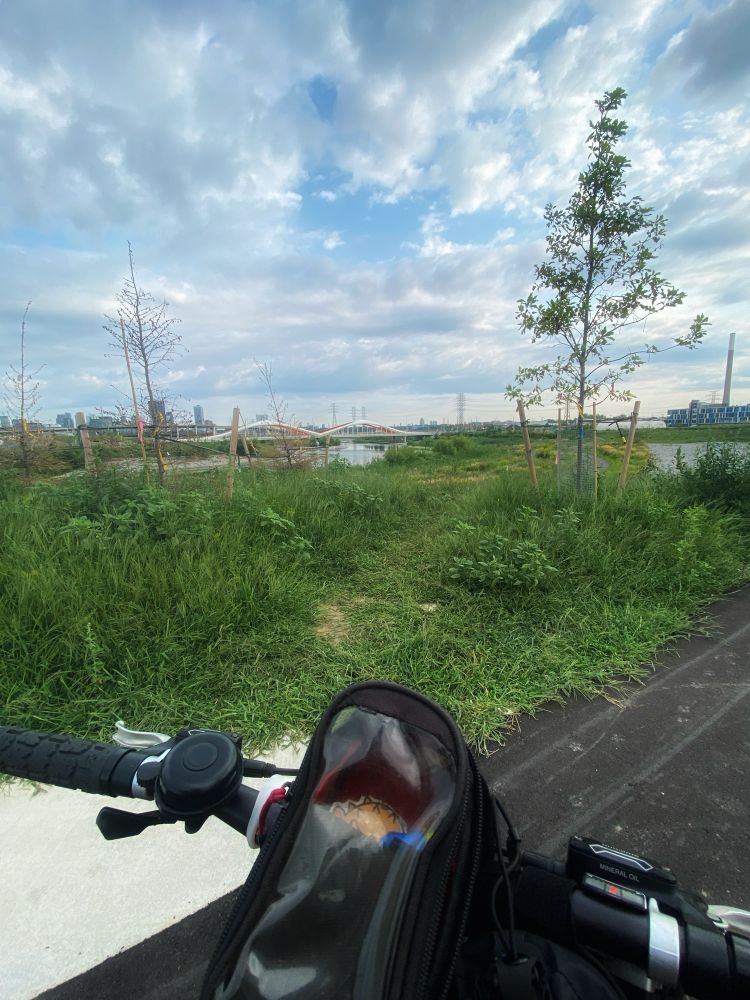 View over my handlebars at Toronto’s new Biidaasage Park, looking over the marsh to the Orange Bridge 🍊