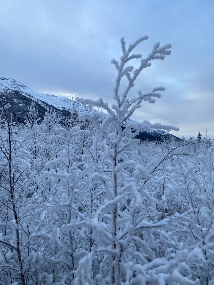 Plants covered in ice, carried in by the dense mist
