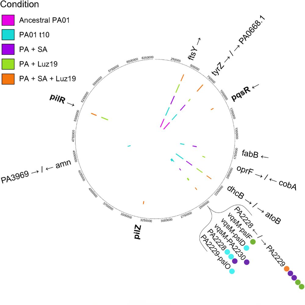 Chromosomal single-nucleotide polymorphisms (SNPs) defined for all co-evolution condition replicates and the ancestral PAO1. SNPs were determined using breseq (version 0.31). SNPs of two variations in 5 out of 5 (5/5) +Luz19 co-evo replicates and 3/5 +SA+Luz19 co-evo replicates. In all but one of these replicate sequences, the SNP in pilR is C192Y (TGC → TAC). Replicate B of the +Luz19 condition had a different SNP in pilR, P189Q (CCG → CAG). Of the replicates in the two conditions that were subject to co-evolution with Luz19, two lacked an SNP in pilR, both in the +SA+Luz19 condition. Replicate B instead had a 197 bp deletion in pilZ. Replicate A of +SA+Luz19 was the only replicate co-evolved alongside Luz19 that sequencing did not reveal a pil gene mutation; instead, a PQS system mutation was identified in pqsR.