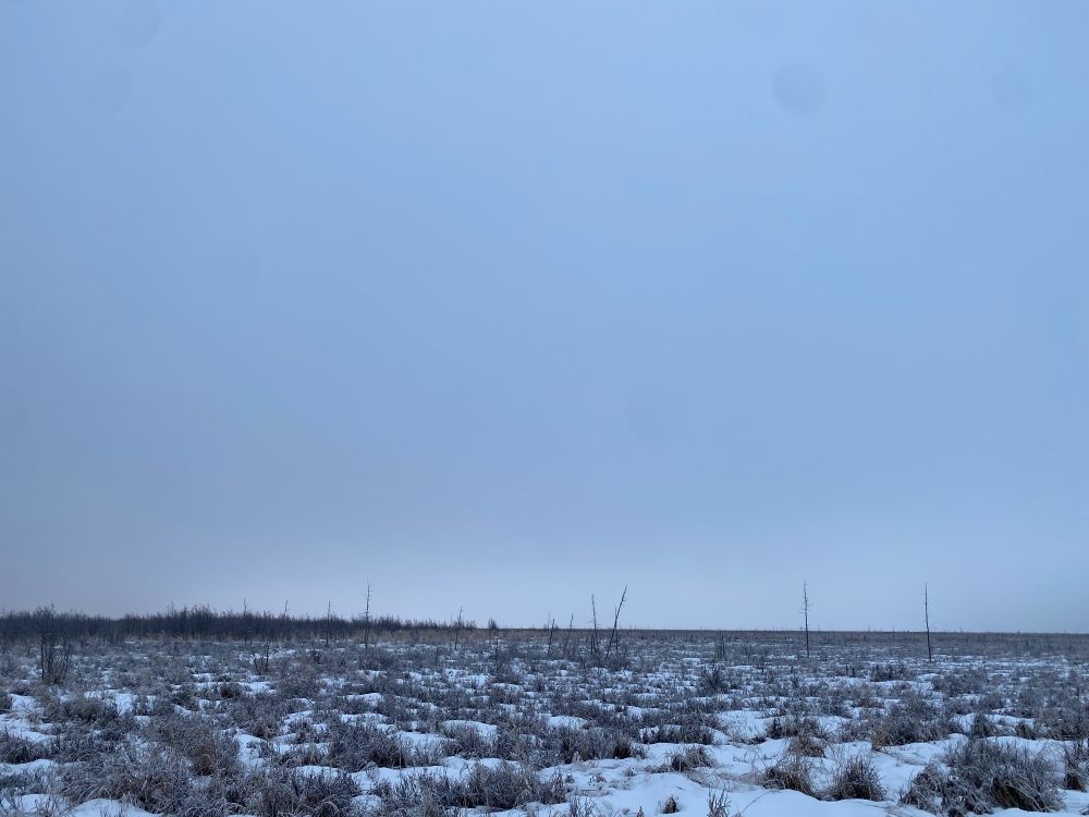 Frozen marsh