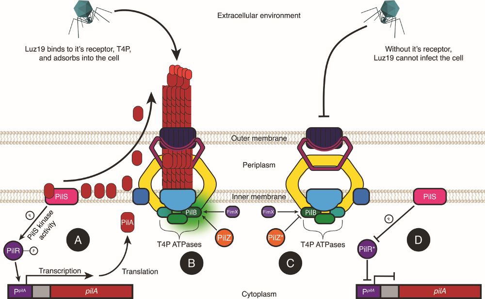 Mutations in key regulatory factors of T4P biogenesis confer phage resistance. (A) PilR serves as the response regulator of pilA transcription. The sensor kinase, PilS, phosphorylates PilR, activating it, which, in turn, activates transcription of pilA, which encodes for the major pilin subunit, PilA. (B) PilZ regulates T4P biogenesis. By binding to the extension ATPase, PilB activates shaft polymerization. PilZ and FimX are necessary for PilB activation. (C) Without PilZ binding, PilB remains inactive, and energy is not generated for shaft assembly. (D) Defective PilR does not activate transcription of pilA, no PilA subunits are synthesized, and thus, the shaft is not assembled.