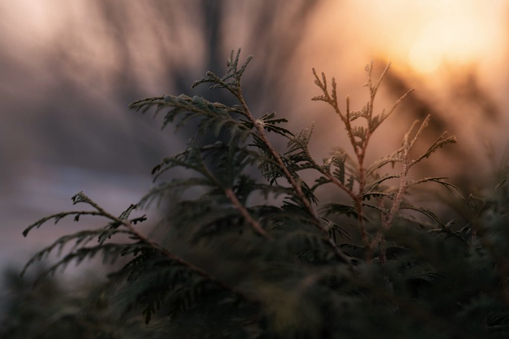 A short depth-of-field image of evergreen shrub branches in deep greens and mauves with warm glowy light in the top, righthand corner of the image. 