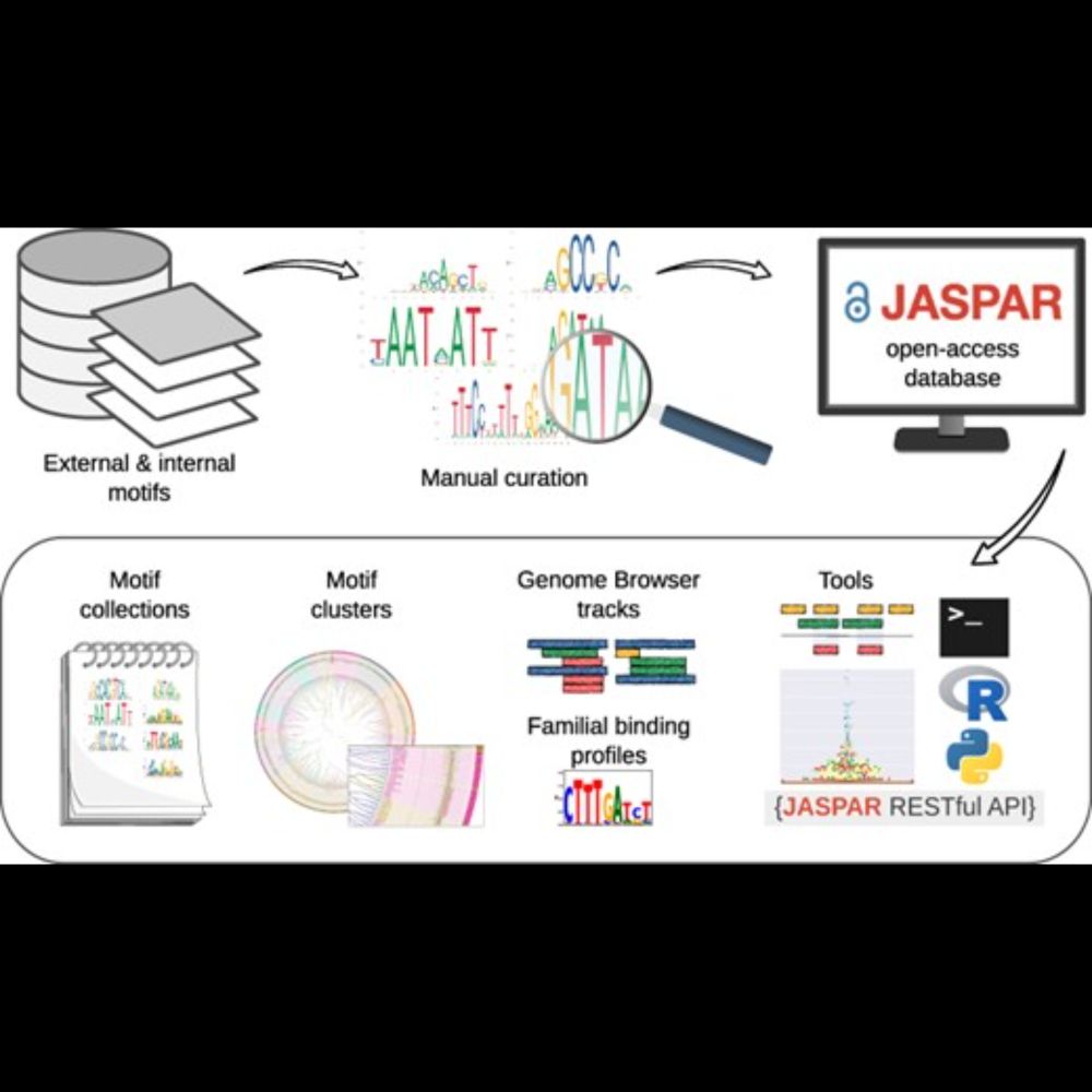 JASPAR 2024: 20th anniversary of the open-access database of transcription factor binding profiles