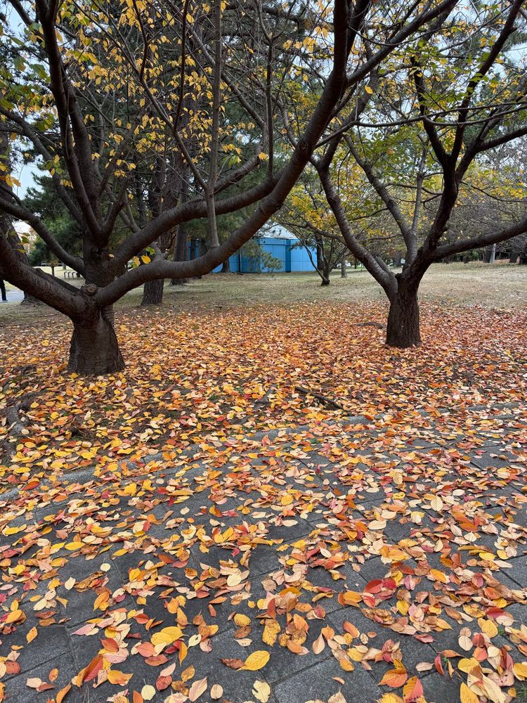 Two trees surrounded by their fallen autumn leaves full of fall colors.