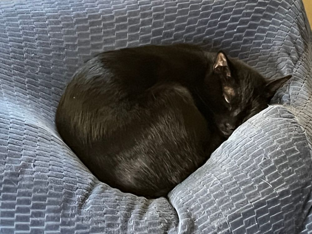 Little seat thief Irving a/k/a Ving a/k/a B.O.B., caught in the act of stealing the people’s seat on the couch. (Could care less, apparently 😂)