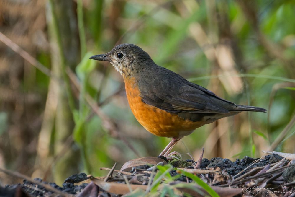 Everett's Thrush
𝘡𝘰𝘰𝘵𝘩𝘦𝘳𝘢 𝘦𝘷𝘦𝘳𝘦𝘵𝘵𝘪
Endemic to Borneo