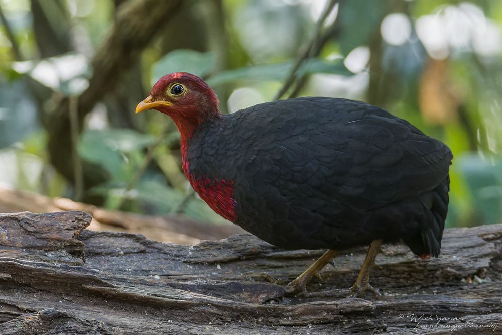 Crimson-headed Partridge, AKA Bloodhead ♂
𝘏𝘢𝘦𝘮𝘢𝘵𝘰𝘳𝘵𝘺𝘹 𝘴𝘢𝘯𝘨𝘶𝘪𝘯𝘪𝘤𝘦𝘱𝘴
Endemic to Borneo