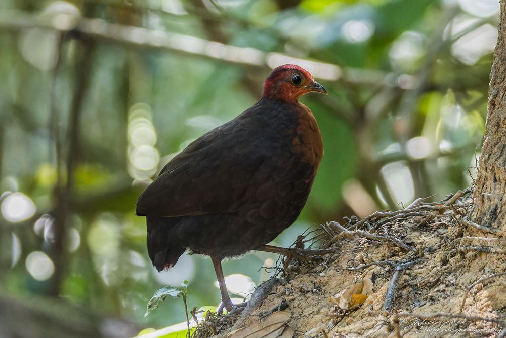 Crimson-headed Partridge, AKA Bloodhead ♀
𝘏𝘢𝘦𝘮𝘢𝘵𝘰𝘳𝘵𝘺𝘹 𝘴𝘢𝘯𝘨𝘶𝘪𝘯𝘪𝘤𝘦𝘱𝘴
Endemic to Borneo