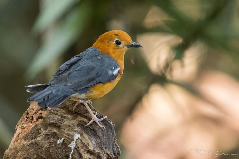 นกเดินดงหัวสีส้ม 
Orange-headed Thrush
𝘎𝘦𝘰𝘬𝘪𝘤𝘩𝘭𝘢 𝘤𝘪𝘵𝘳𝘪𝘯𝘢 𝘢𝘶𝘳𝘢𝘵𝘢
Endemic subspecis to Borneo