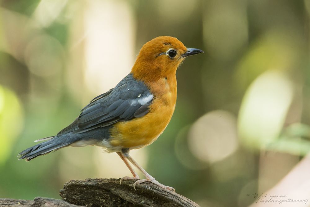 นกเดินดงหัวสีส้ม 
Orange-headed Thrush
𝘎𝘦𝘰𝘬𝘪𝘤𝘩𝘭𝘢 𝘤𝘪𝘵𝘳𝘪𝘯𝘢 𝘢𝘶𝘳𝘢𝘵𝘢
Endemic subspecis to Borneo