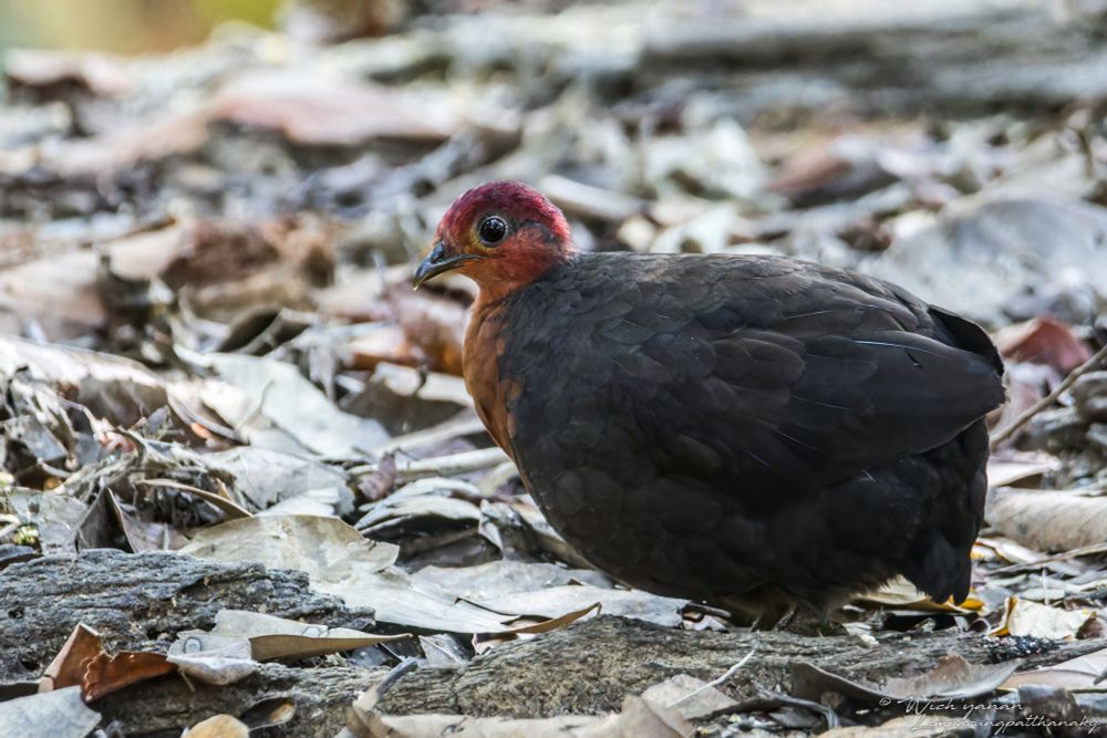 Crimson-headed Partridge, AKA Bloodhead ♀
𝘏𝘢𝘦𝘮𝘢𝘵𝘰𝘳𝘵𝘺𝘹 𝘴𝘢𝘯𝘨𝘶𝘪𝘯𝘪𝘤𝘦𝘱𝘴
Endemic to Borneo