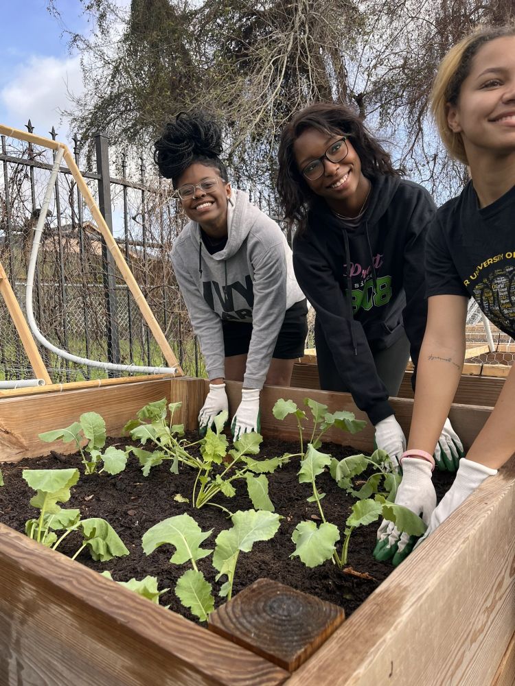 A group of three people tending to new seedlings in a raised bed garden.