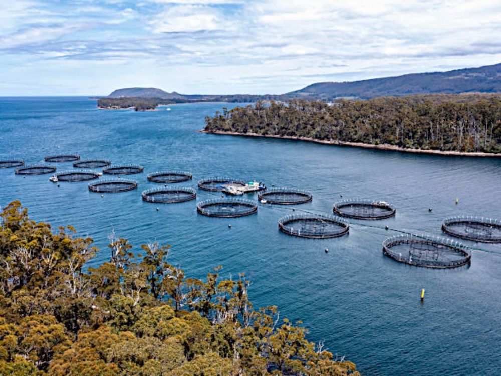 EPA rejects real time disclosure of fish farm antibiotic use