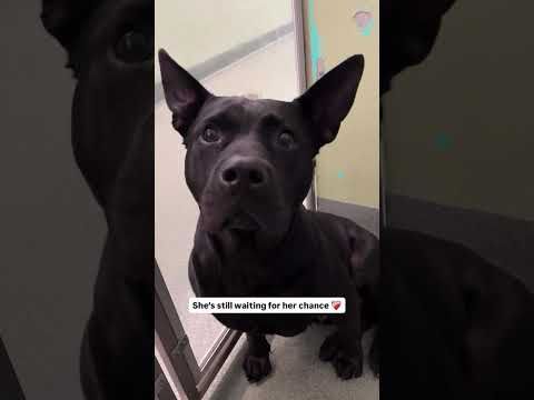 Please help us find her a home 🙏 She’s watched all her friends go home without her ❤️‍🩹🥺