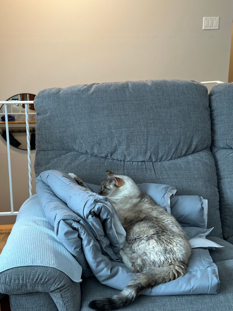 Cat assumes most awkward sleeping position available 