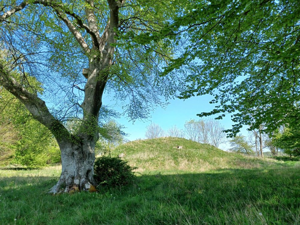 Beech tree in the foreground with grassy burial mounds behind