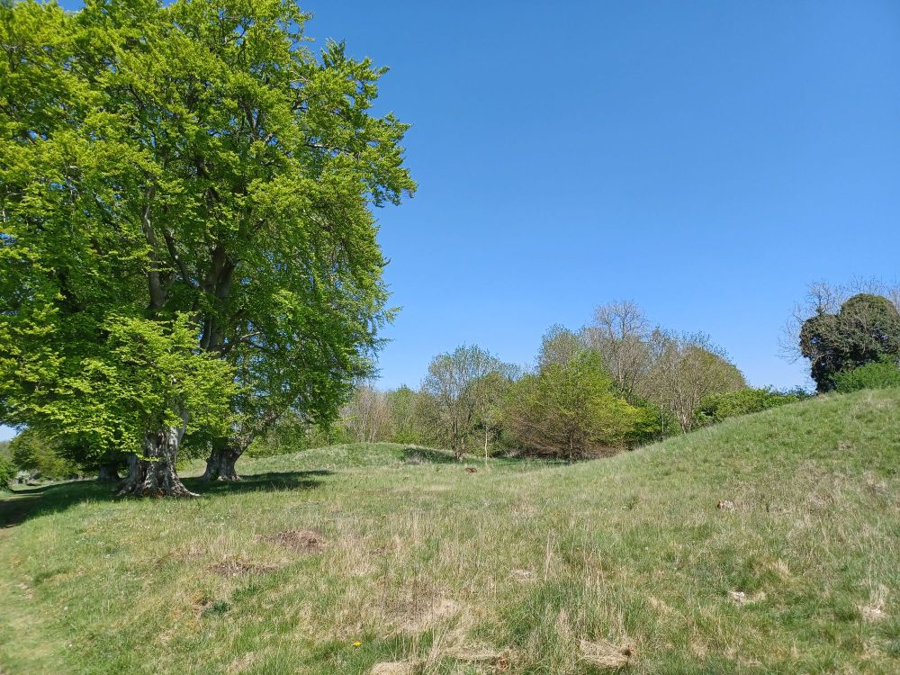Beech trees close to two round grassy burial mounds