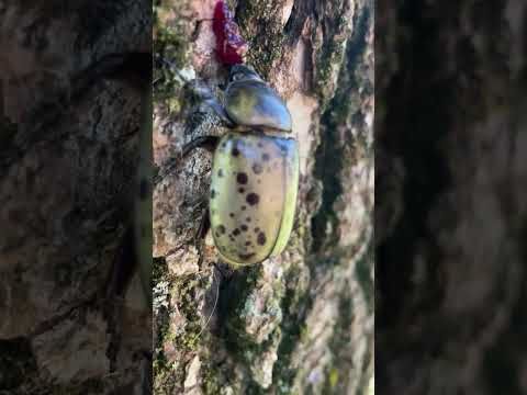 Eastern Hercules beetle