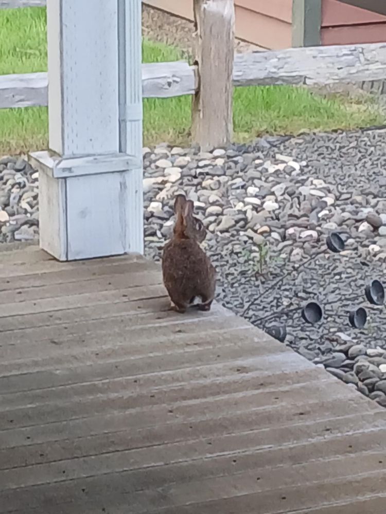 A brown rabbit on my deck. It's back is to the camera and it's head is turned to the right. 