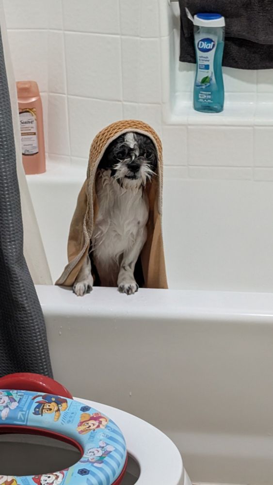 my black and white shih tzu in the bathtub, standing up. he has a yellow towel over his head.