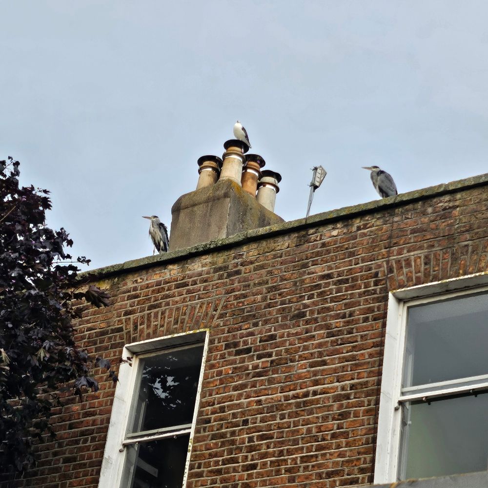 Gull perched on a chimney stack, flanked by two herons on a rooftop parapet.
