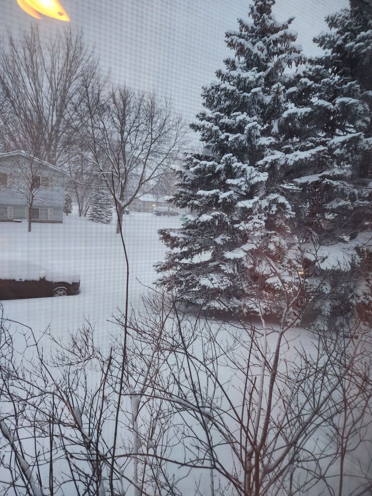 A snow-covered corner of a front yard with a large pine tree on the right and a mostly covered black car to the left. A bare bush takes up the forefront of the picture.