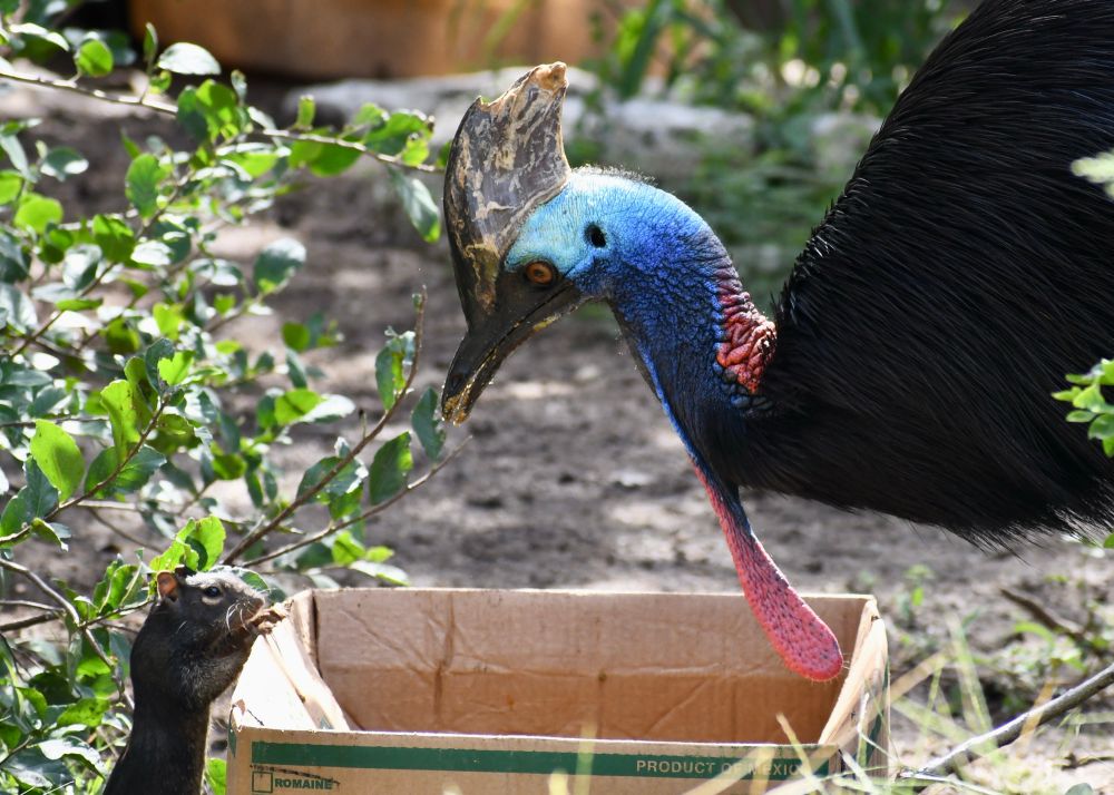 From San Antonio Zoo: cassowary (scary dinosaur looking bird) and a rock squirrel having an awkward conversation over a cardboard box