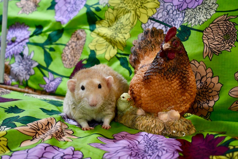 Orange large rat Alan plus hen figurine (larger)