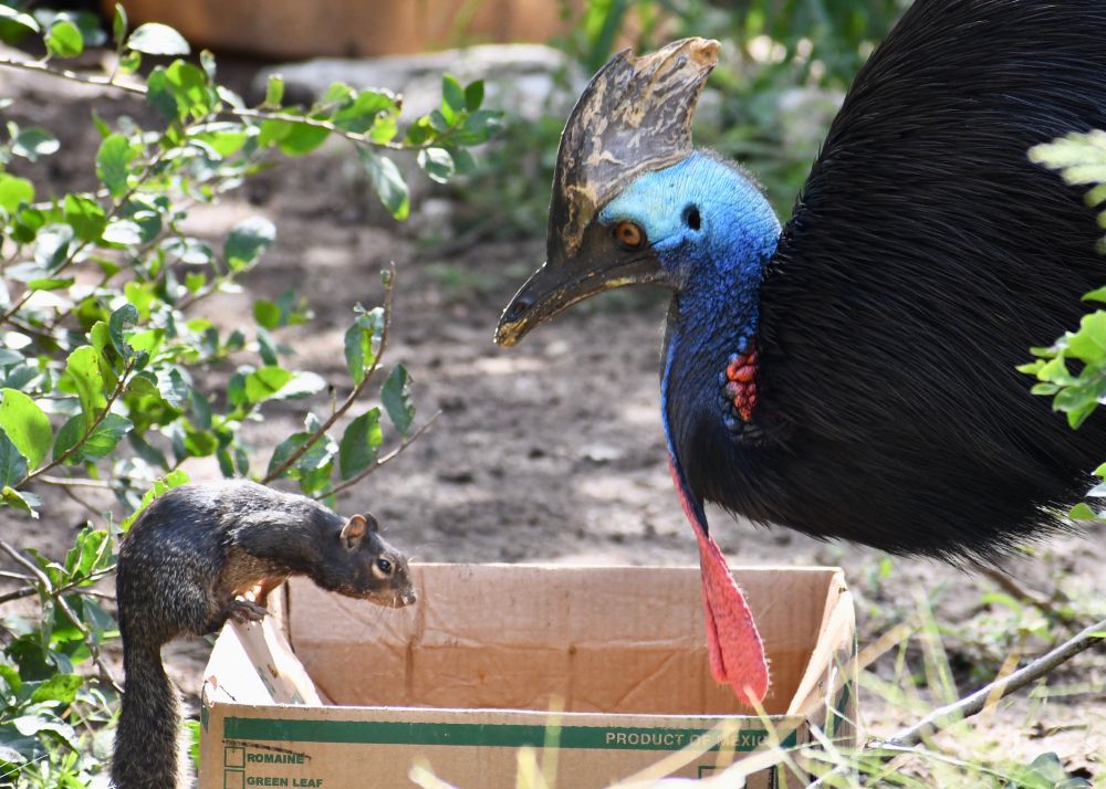 From San Antonio Zoo: cassowary (scary dinosaur looking bird) and a rock squirrel having an awkward conversation over a cardboard box
