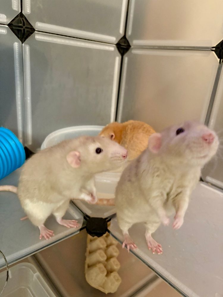 Pet rats hanging out in their playpen with a plastic pool of water and frozen corn kernels